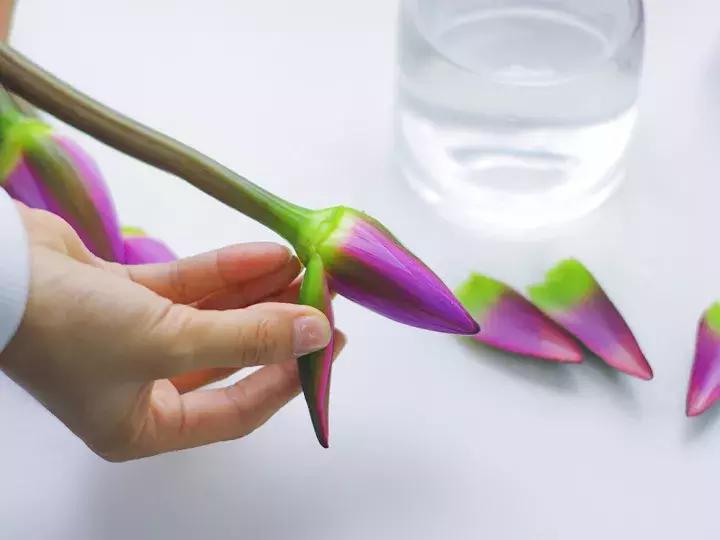 花店不会告诉你的秘密,花店不想告诉你的养花秘密