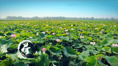 森氧之地,秋游必选!金湖万亩水上森林,真的别有趣味