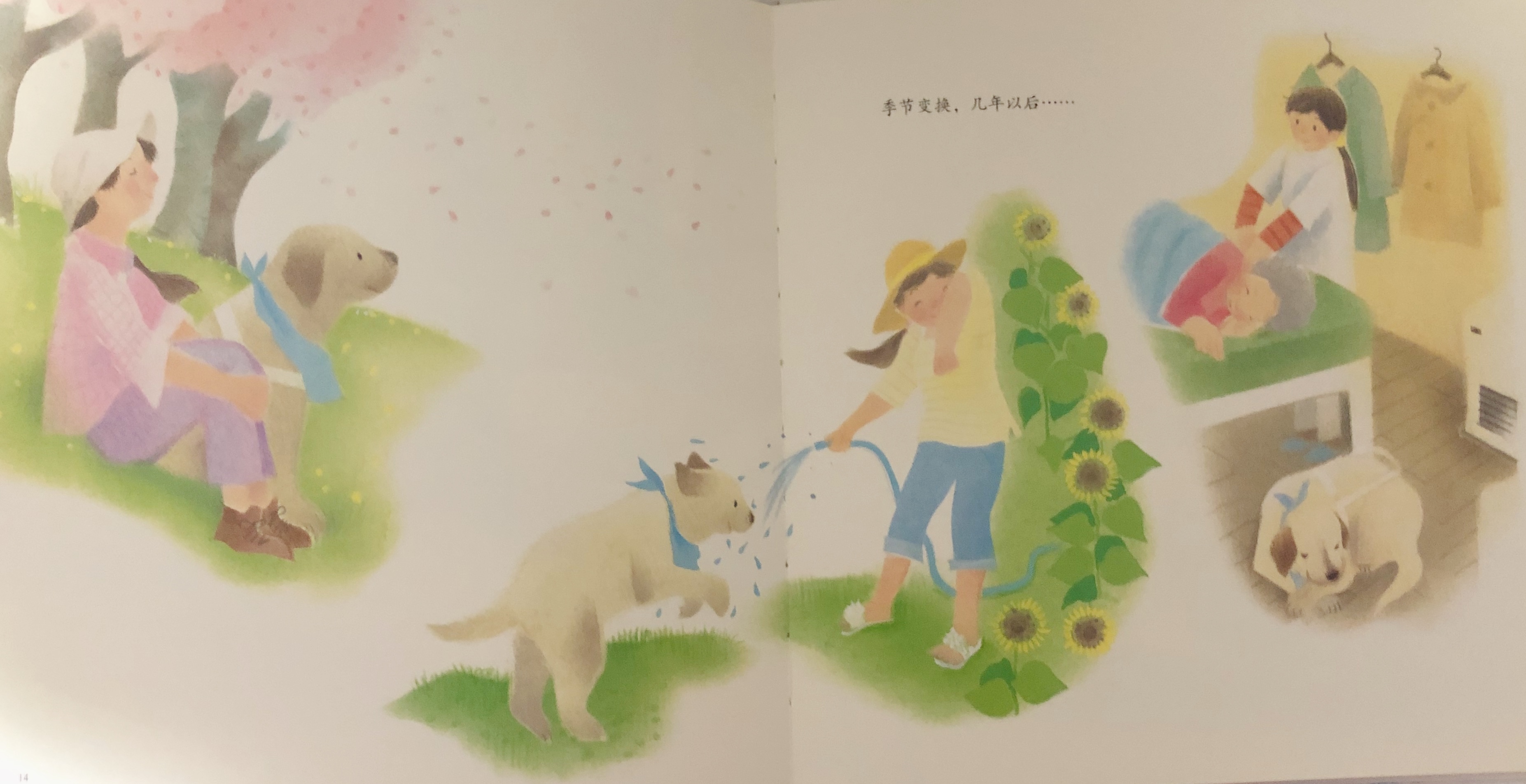 导盲犬的一生五个特征,导盲犬的生命历程回顾