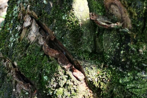 院子里的老柿子树砍掉有忌讳吗,柿子树是老枝能砍吗