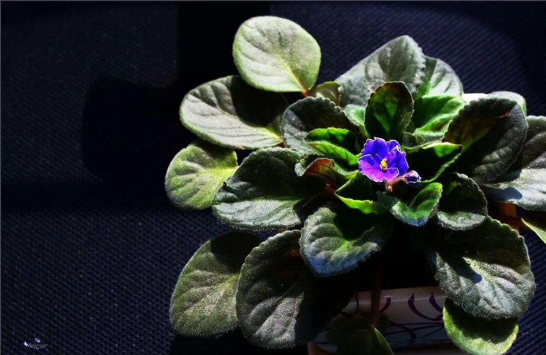 非洲紫罗兰，兼具高贵与易养，稍用心即爆盆