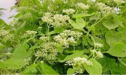 筑牢国门生物安全防线,国门生物安全当好国门卫士