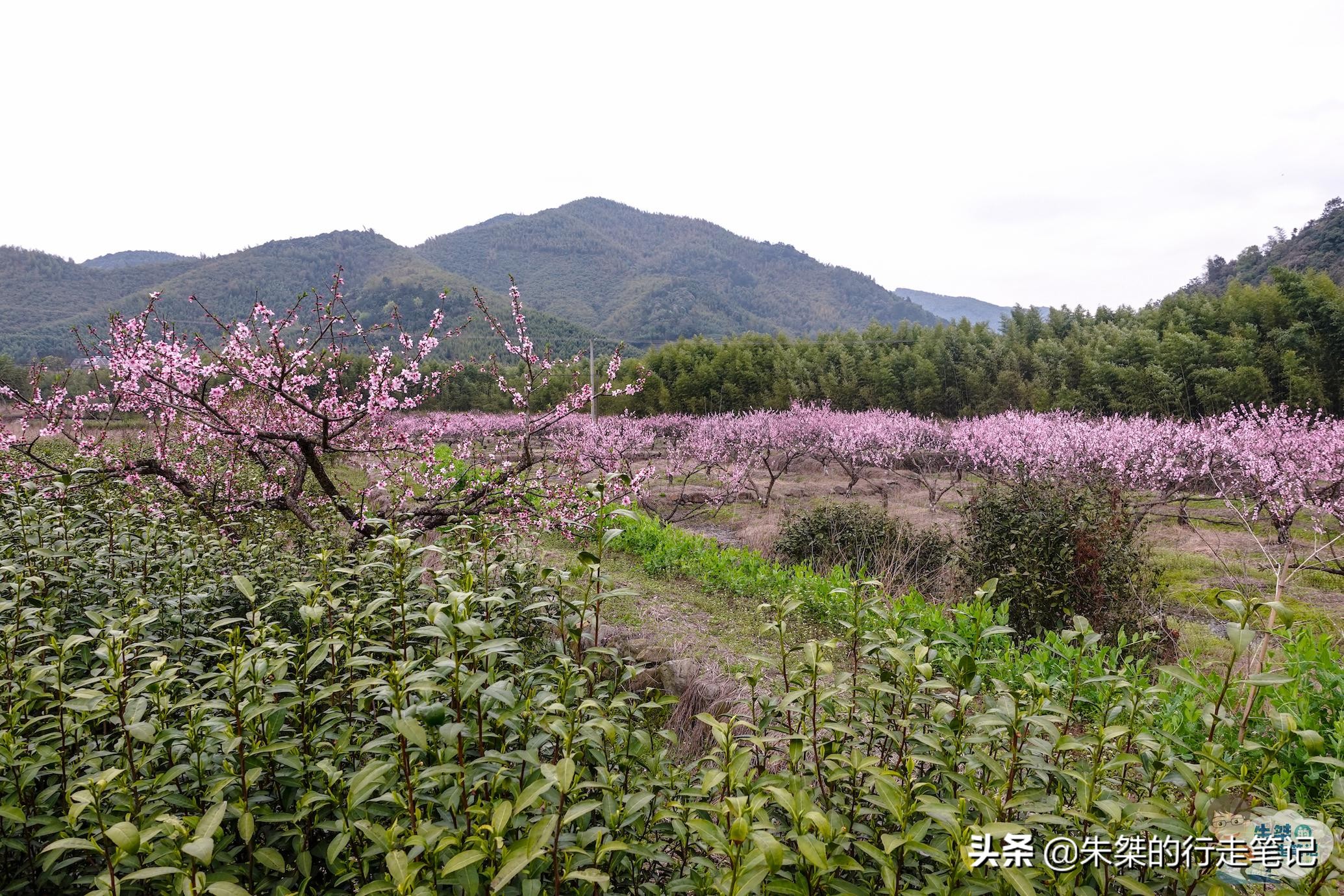 春日莫干山,莫干山春日茶会图片