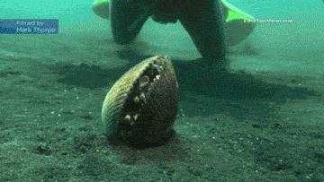 章鱼是不是地球上最聪明的生物 (科学探索章鱼的高智商来自哪里)