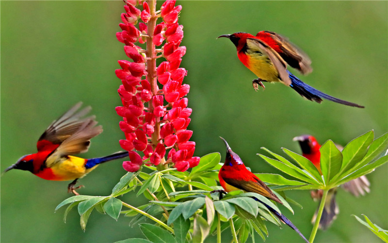 金沙遗址太阳鸟图片,叉尾太阳鸟图片大全