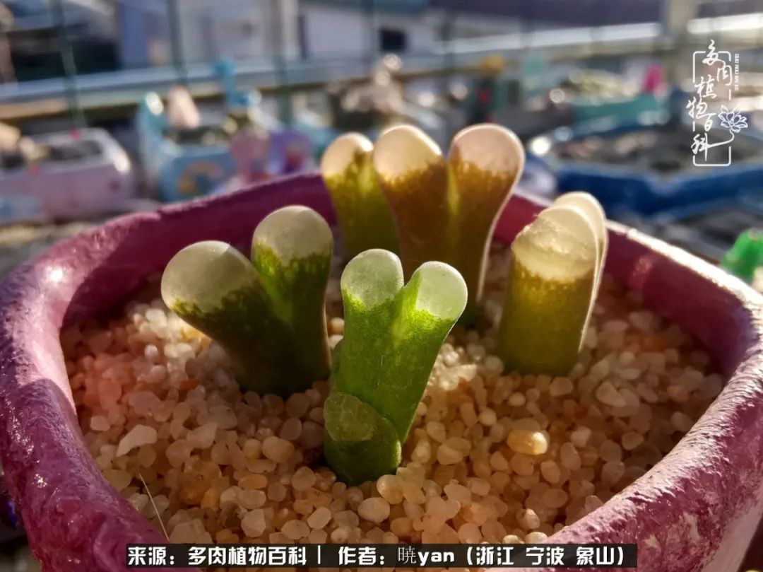 多肉初级入坑者,入坑多肉