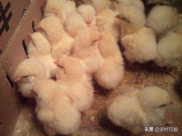 怎么喂小鸡吃米,小鸡一天喂几次