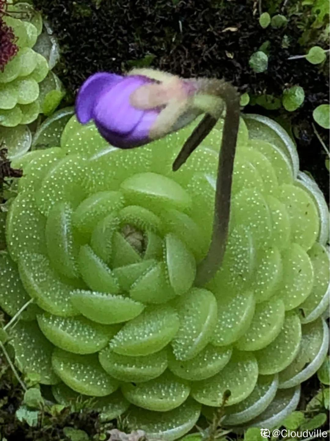 花盆里的小黑飞苍蝇怎么处理,家里养什么花最容易生小黑飞虫