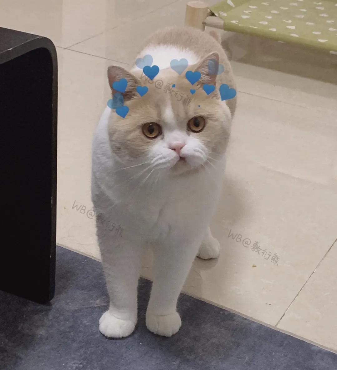 猫是只好猫，可被网友恶整后…哈哈哈没脸见人了