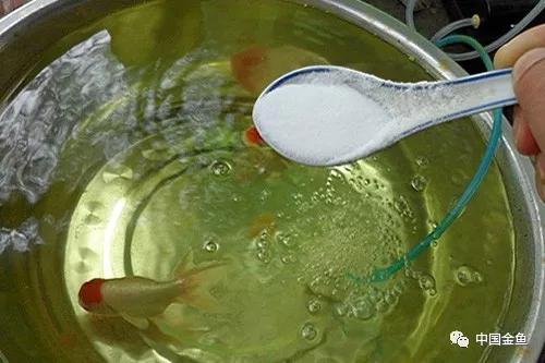 家庭养金鱼十大禁忌,家中养金鱼怎么处理粪便