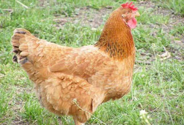 鸡有绿脓杆菌病怎么办?掌握以下4点,养殖户轻松防范!