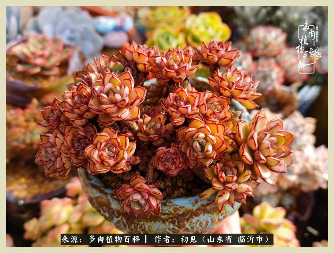 和多肉植物相伴,和多肉相处的心情