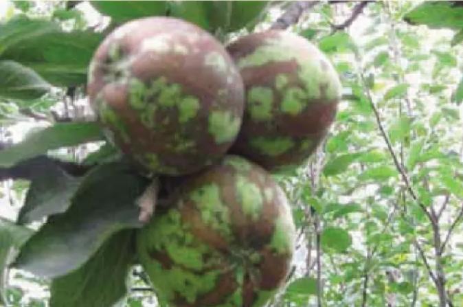 苹果病毒病的防治方法,苹果病毒病防治