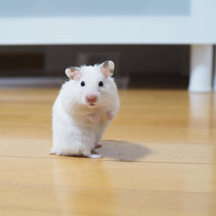 仓鼠试吃肥宅快乐水,因味道太好表示还要喝,但主人坚决不喂