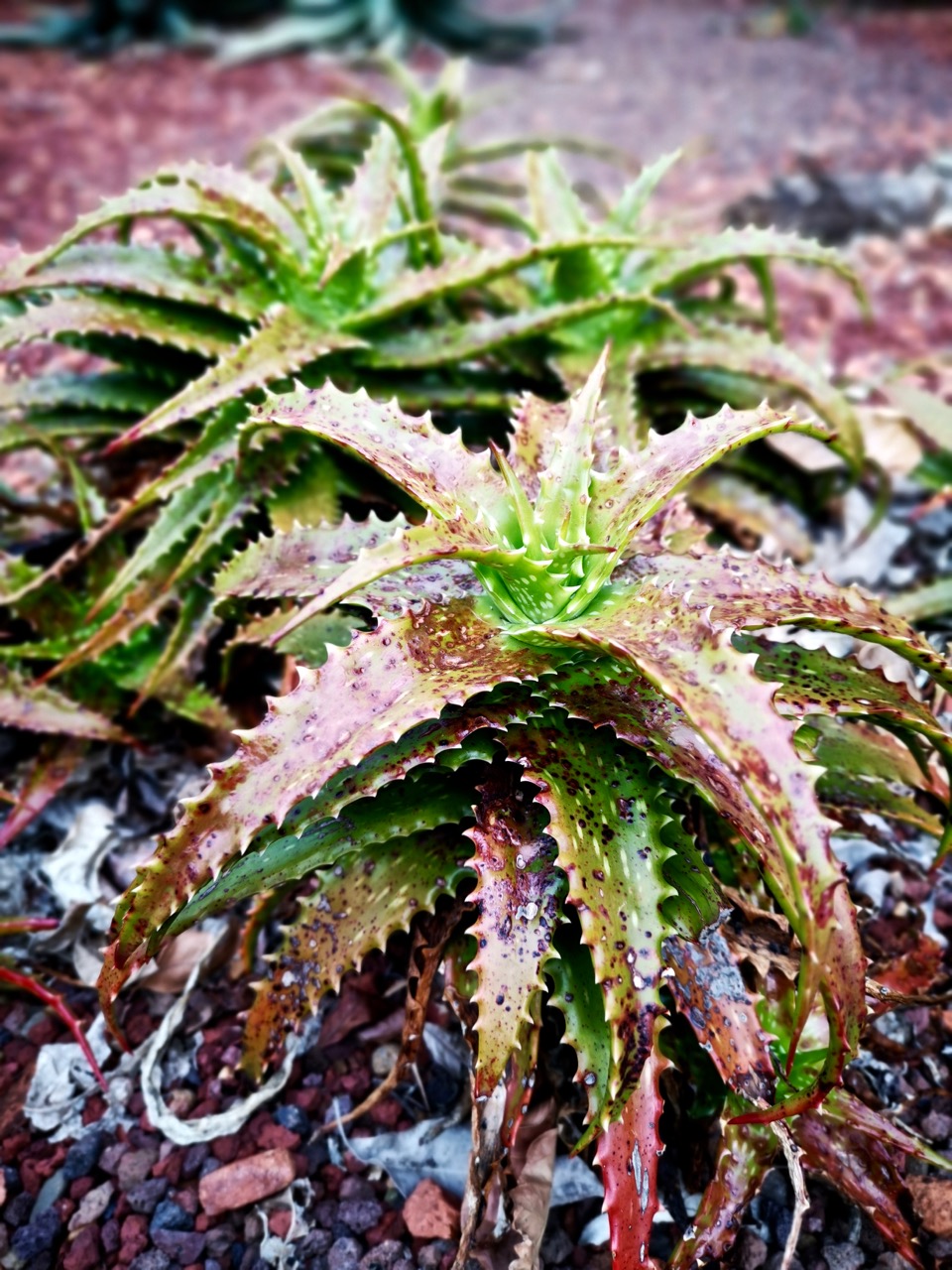 树形多肉仙人掌开花图片,仙人掌多肉植物品种大全图片