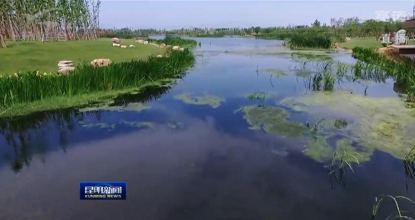 滇池昆明湖,昆明滇池的鱼现在怎么样了