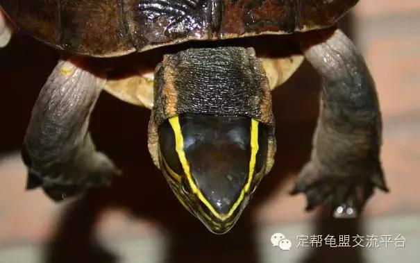 安布闭壳龟玩家,安布闭壳龟好玩吗