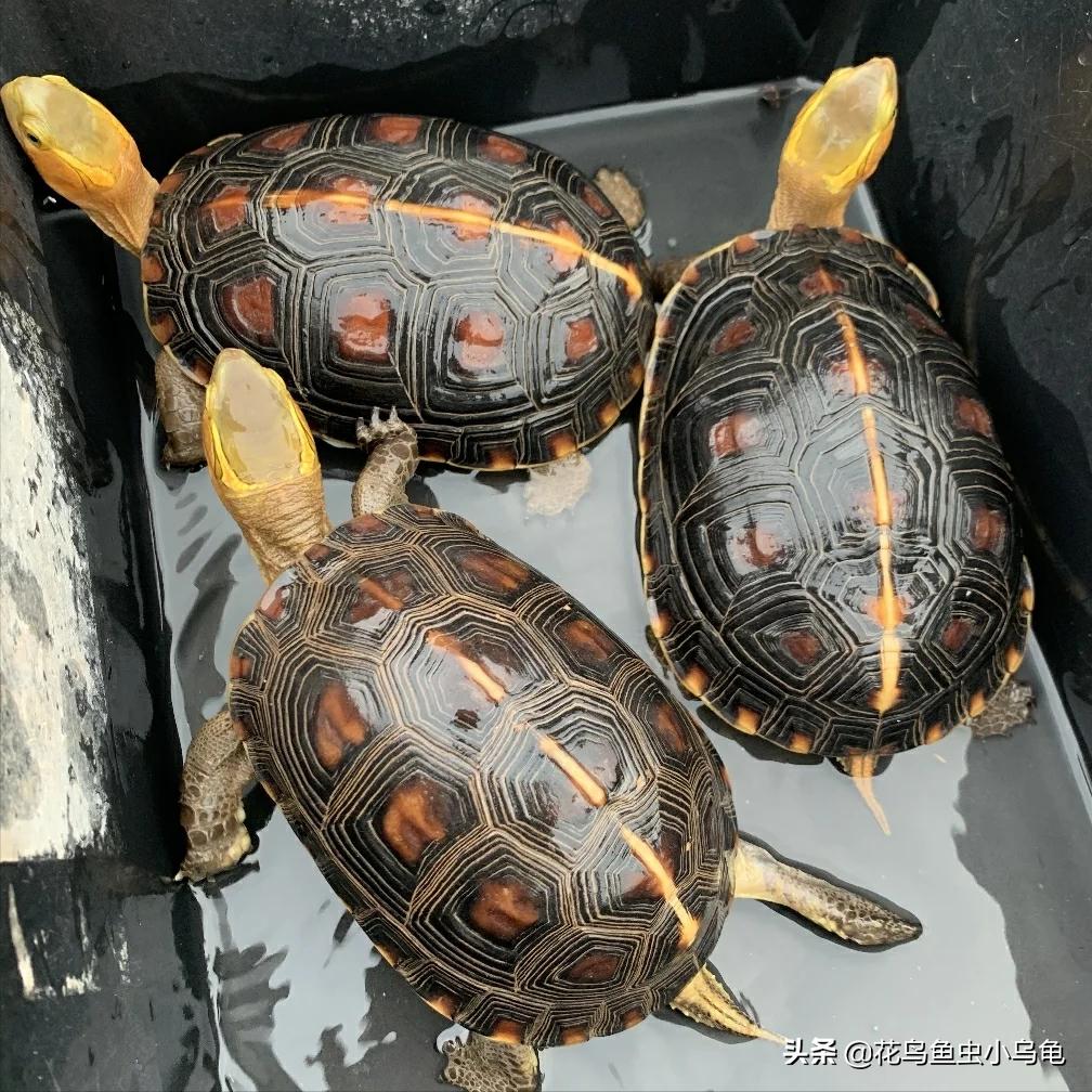 新手养乌龟如何让乌龟吃龟粮,乌龟怕冷吗冬天怎么养乌龟