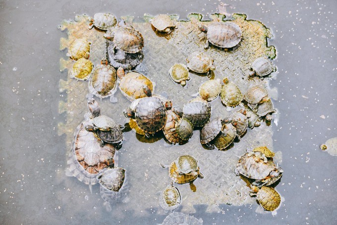 成都美食攻略天府之国,天府之国成都必尝美食