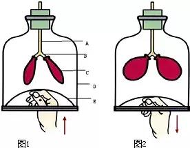 初中生物七年级下册知识点讲解,初一下册生物重点复习初中生学习