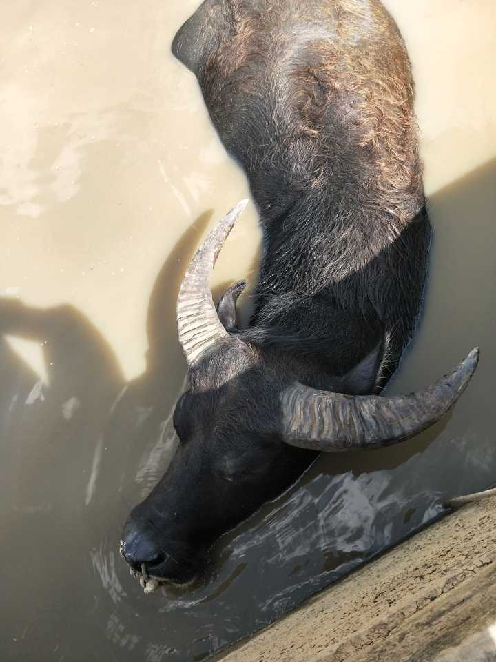 贵州苗乡斗牛视频大全,水打坪乡村斗牛