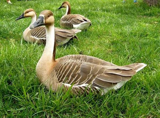 70岁老汉闯出脱贫致富路,67岁老人养大雁视频