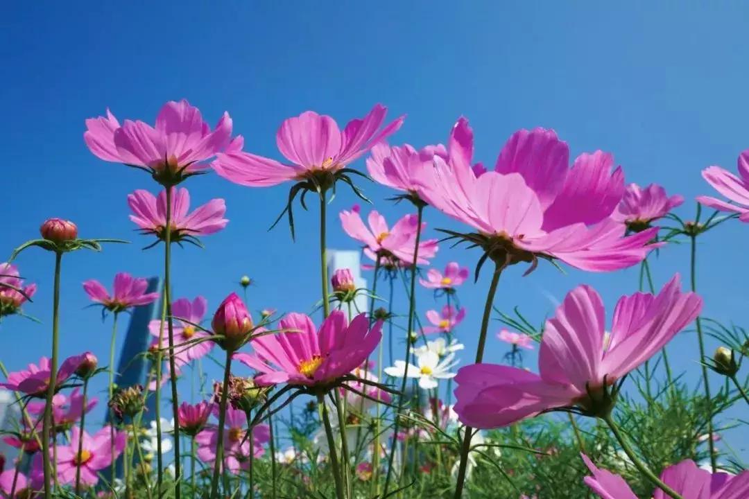 广州现在赏花哪里最好,广州各区赏花全指南