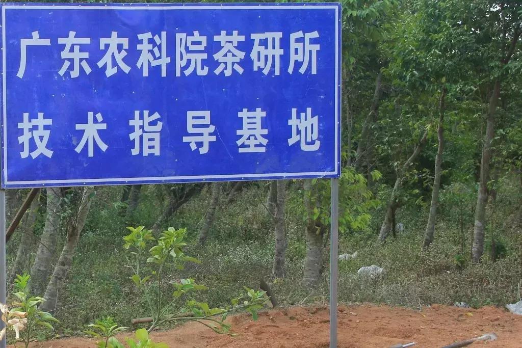 沉香树长什么样子的图片,沉香树有哪些种类和图片