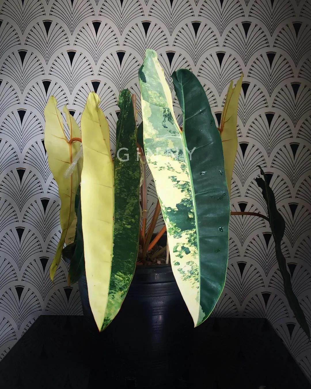 10片叶子的绿植,室内绿植盆栽一元