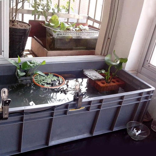 鹤顶红金鱼不建议新手养,金鱼怎么养才能更好