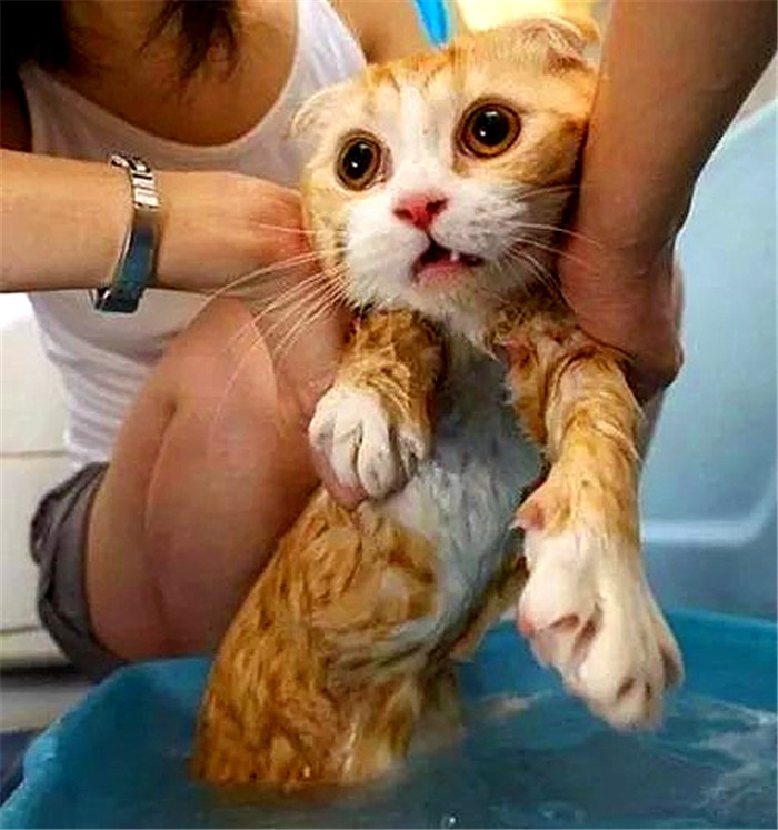 如何判断猫咪是否需要洗澡,猫咪不能洗澡但是身上有味怎么办