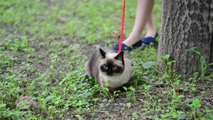 怎么规定猫一日三餐的时间,猫咪的三餐如何分配