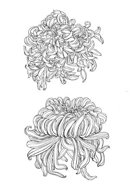 中国画菊花作品集锦,菊花花瓣白描的详细步骤
