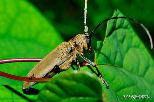 天牛幼虫灭杀药,天牛成虫用什么药来杀