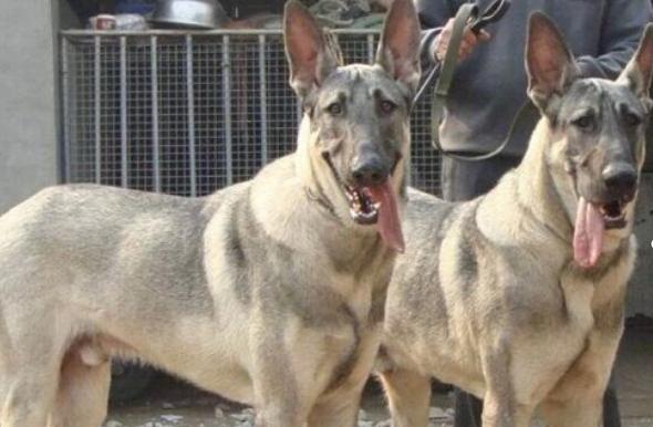 像狼的狗狗,同样是狗狗哈士奇为啥和狼像