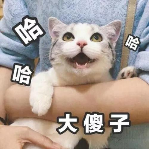 把一只小猫养大会很有感情吗,把一只小猫养大