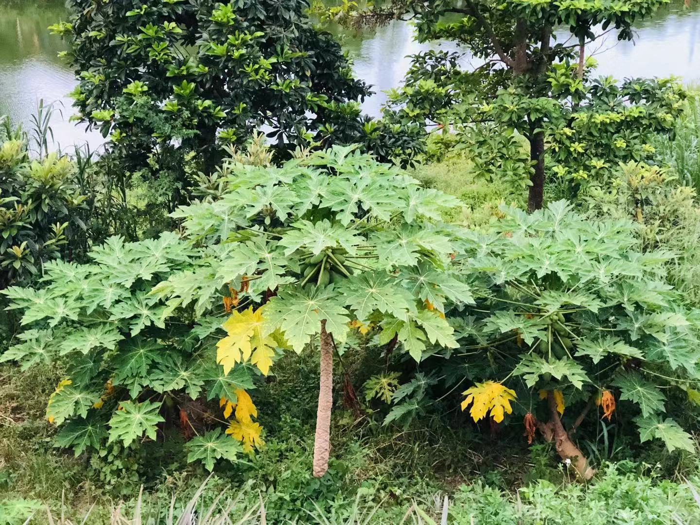 深圳石岩农场生态园攻略,深圳市石岩大树生态农场位置