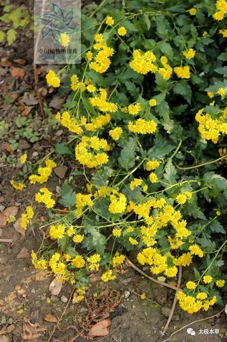 野菊花有清热解毒凉血药吗,野菊花治头痛