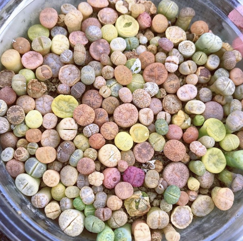 生石花怎么防止化水,生石花僵苗和休眠怎么判断