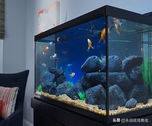 为什么金鱼有各种各样的颜色,金鱼有一条花色的好吗