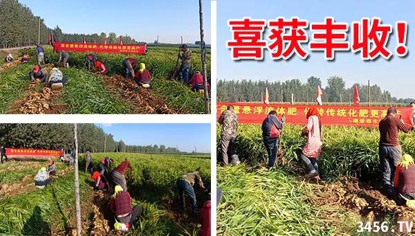 大姜的高产种植技术指导视频,大姜高产标准化种植技术