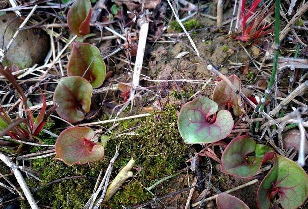 野生水塘的附近会有污染吗,农村水沟常见的野生鱼