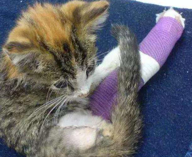 猫咪腿断了自愈后怎么做康复锻炼,猫咪生病不严重可以自愈吗