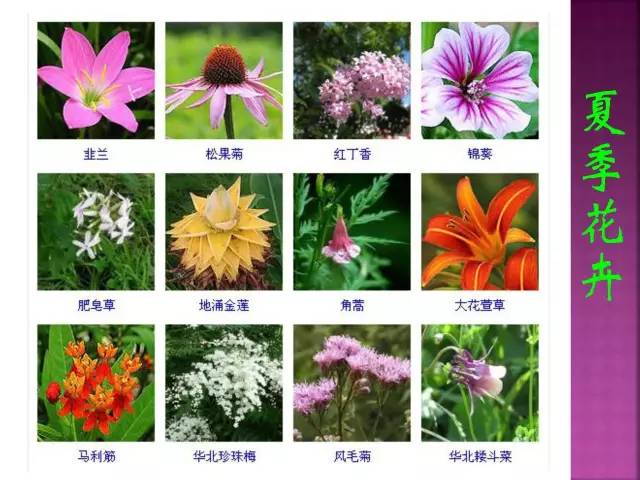 花卉大全500种观叶植物名称,1332种常见花卉植物图谱