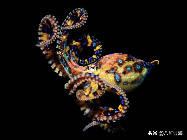 可爱的章鱼适合做章鱼烧,制作一个小型章鱼烧