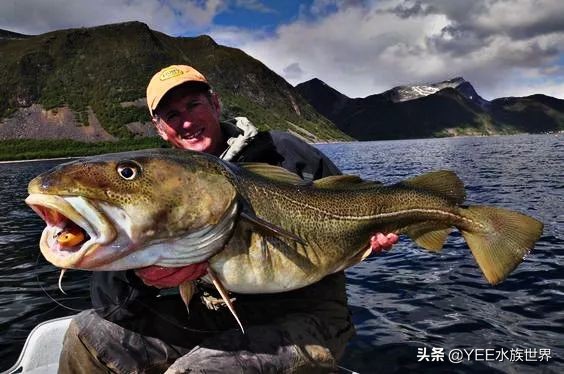 鳕鱼冷冻有科技吗,科学家研究鱼到底爱吃什么