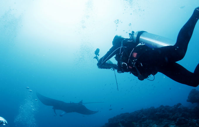 巨鲸轰炸机,鳐鱼战斗机