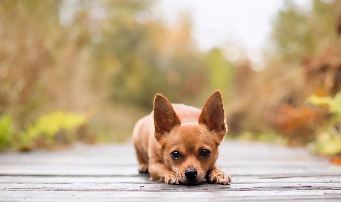 狗狗不长肉怎么回事,心疼狗狗是什么心理