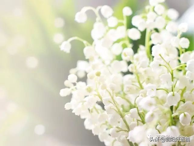 你见过如此珍贵的兰花吗,带你了解兰花