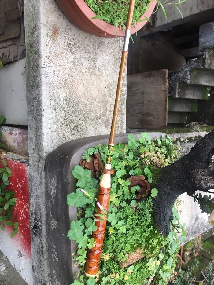 罗汉竹竿,罗汉竹和什么搭配好看